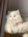 violitta_21님의 프로필 사진